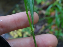 Elymus wiegandii