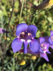 Penstemon neotericus