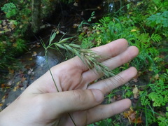 Elymus wiegandii