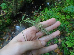 Elymus wiegandii