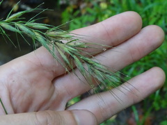 Elymus wiegandii