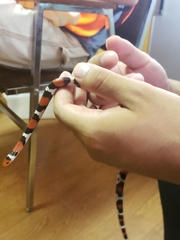 Lampropeltis elapsoides