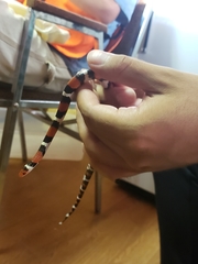Lampropeltis elapsoides