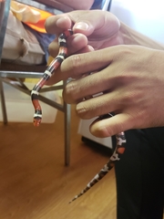 Lampropeltis elapsoides