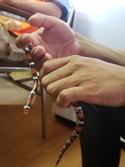 Lampropeltis elapsoides