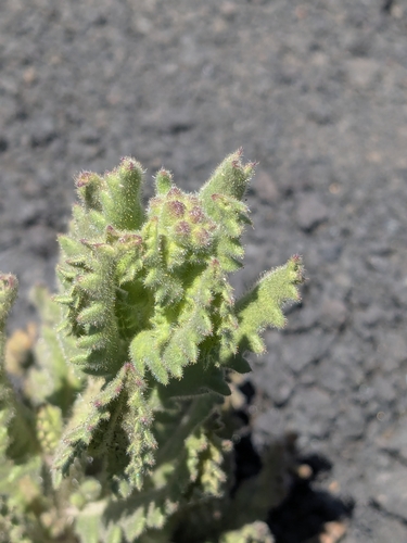 Saw Phacelia (Phacelia serrata)