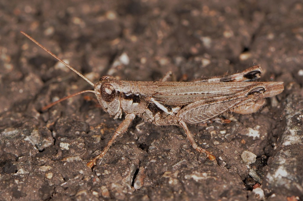 Gray Sagebrush Grasshopper