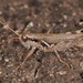 Gray Sagebrush Grasshopper - Photo (c) Jason M Crockwell, some rights reserved (CC BY-NC-ND), uploaded by Jason M Crockwell