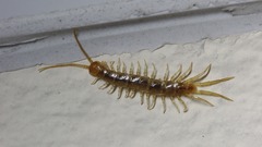 Lithobius melanops