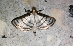 Ravanoa xiphialis