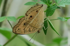 Junonia almana javana
