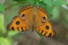 Junonia almana javana
