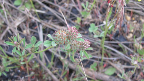 Diffuse Clover (Trifolium diffusum)