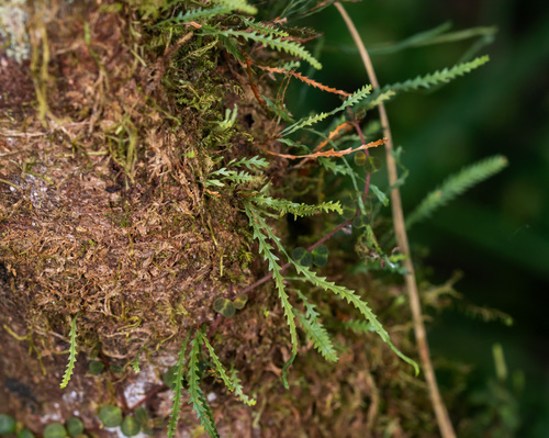 Toothed snailfern (Cochlidium serrulatum)