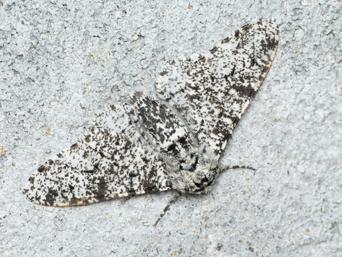 Peppered Moth, photo 3 of 10