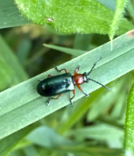 Cereal Leaf Beetle