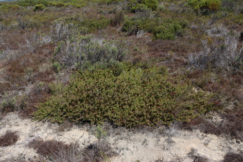 Leucospermum heterophyllum, photograph 6