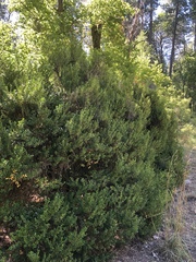 Buxus sempervirens