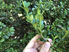 Buxus sempervirens