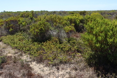 (c) Tony Rebelo, some rights reserved (CC BY-SA) Leucospermum heterophyllum, photograph (c) Tony Rebelo, some rights reserved (CC BY-SA)