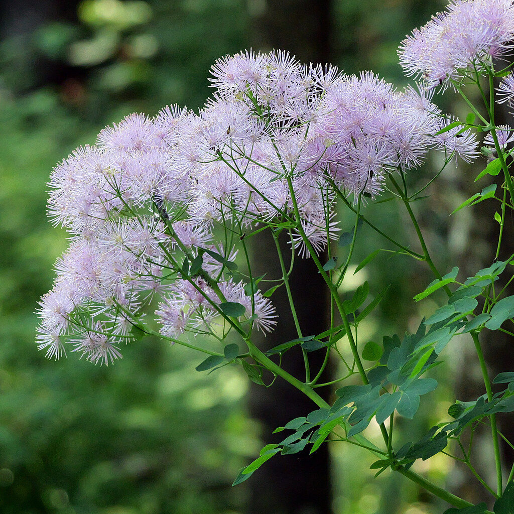 Василисник