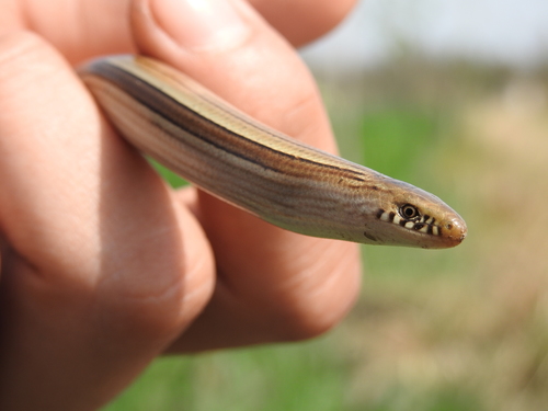 Silver-lined Worm Lizard