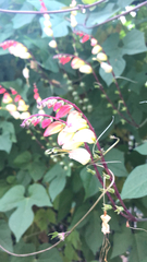 Ipomoea lobata