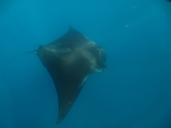 Mobula birostris