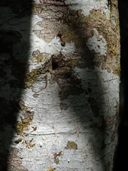 Melicytus chathamicus