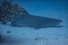 Whitetip reef shark