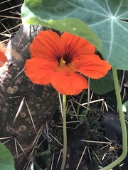 Tropaeolum majus