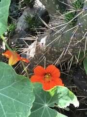 Tropaeolum majus