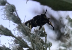 Bicyrtes quadrifasciatus