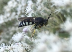 Bicyrtes quadrifasciatus
