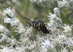 Bicyrtes quadrifasciatus