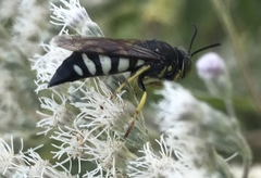 Bicyrtes quadrifasciatus