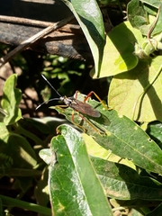 Holhymenia histrio