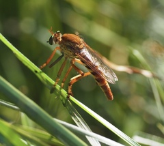 Diogmites angustipennis
