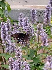 Papilio polyxenes