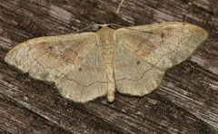 Idaea rubraria
