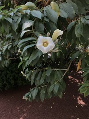 Ipomoea murucoides