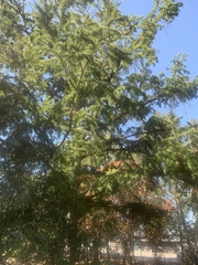 Pseudolarix amabilis