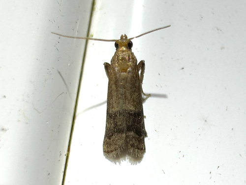 Broad-banded Eulogia Moth photo 6