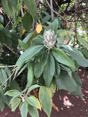 Ipomoea murucoides