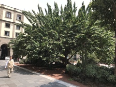 Ipomoea murucoides