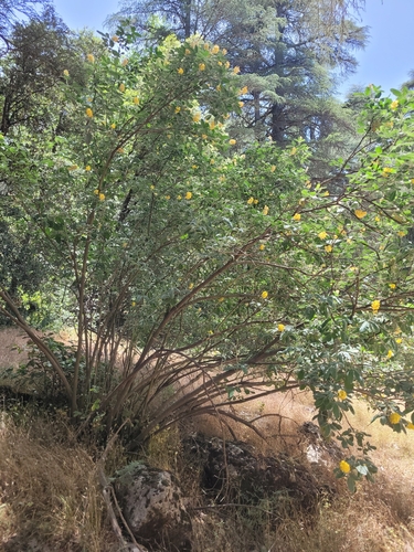 Argyrocytisus battandieri, photograph 2