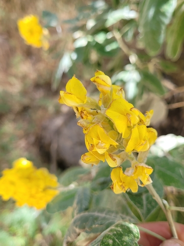 Argyrocytisus battandieri, photograph 3
