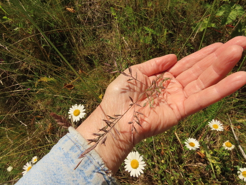 Festuca lemanii observed 2025-06-12