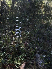 Spiranthes magnicamporum