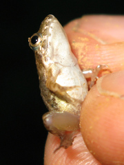 Dicroglossinae